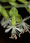 Blue ridge catchfly